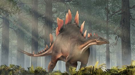 stegosaurus discovered  british team  morocco science tech