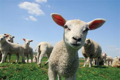 learn  sheep     farmed compassion  world farming