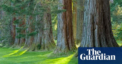 woodland trust s tree of the year in pictures environment the