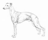 Whippet Standard Illustrations Fci Ideal Breed Necessarily Example These Show sketch template
