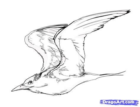flying bird drawing clipartsco