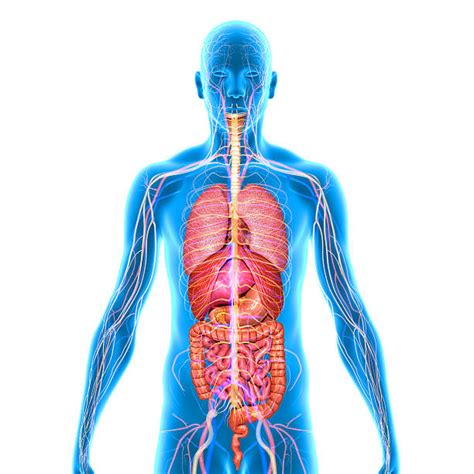 royalty free human internal organ pictures images and
