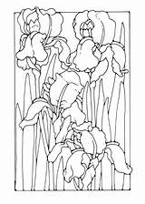 Iris Irises sketch template