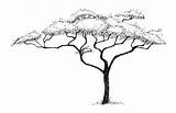 Acacia Thorn sketch template