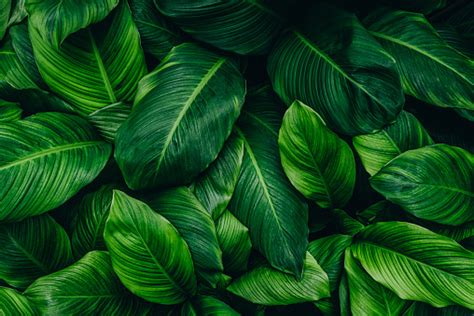 green leaves  background  wallpaper stock photo istock