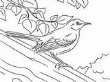 Coloring Pages Mockingbird Online Sheets Birds Journal Animals Inspiration Wallpaper Drawing Stuff Drawings sketch template
