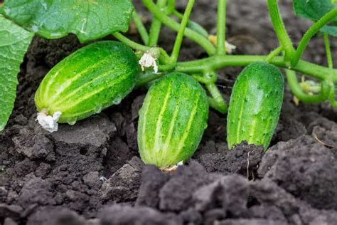 cucumber plant growing caring  harvesting tips rural living today