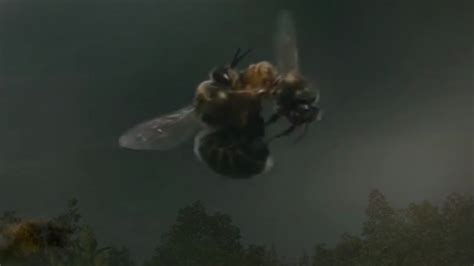 virgin queen bee fly  mate  drone bees matingyoung virgin queen bee mating youtube