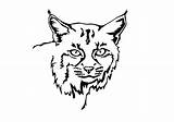 Bobcat Lynx Bocat Rufus Webstockreview Clipartmag sketch template