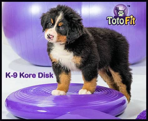 our k 9 kore disk can be used with our without the hard