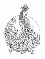 Peacock Coloring Pages Printable Adult Colouring Adults Grown Color Paisley Lostbumblebee Book Sheets Template Animal Coloriage Stress Anti Print Advanced sketch template