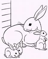 Coloring Babies Animals Pages Their Rabbit sketch template