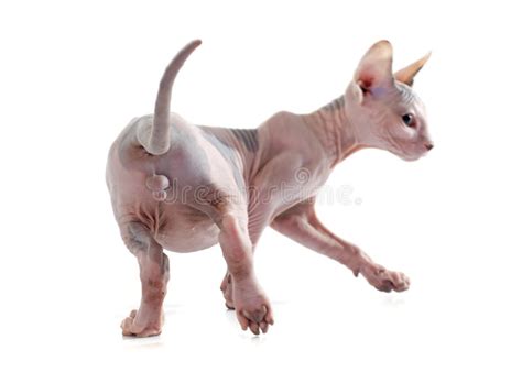 Back Of Sphynx Hairless Cat Stock Image Image Of Back