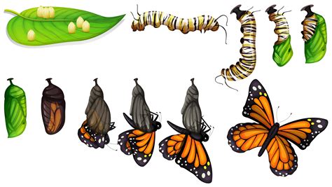butterfly life cycle vector art icons  graphics