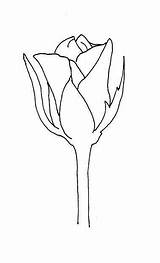 Rose Drawing Bud Wilting Buds Roses Draw Getdrawings Tattoo Create Choose Board Own sketch template