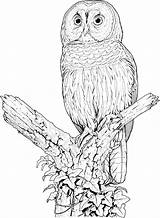 Owl Coloring Pages Colouring Owls Barred Printable Animal sketch template