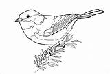 Chickadee Chickadees Feather Capped Coloringbay sketch template