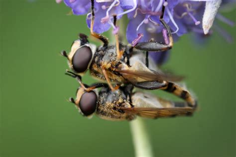 the great insect dying vanishing act in europe and north america