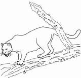 Colorare Ausmalbilder Disegni Pantera Schwarzer Giaguari Jaguars Animali Coloriages Bambini sketch template