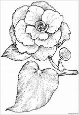 Camellia Coloring Pages Flower Drawing Printable Color Da Supercoloring Drawings Colorare Camelia Pointillism Line Flowers Disegni Kids Desenho Coloriage Camélia sketch template
