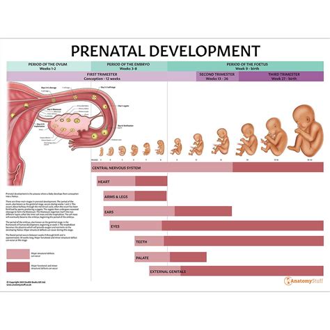 prenatal development chart ovum embryo foetus