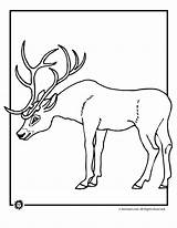 Deer Buck Tailed Antlers Coloringhome sketch template