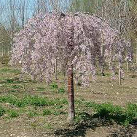 onlineplantcenter  gal pink weeping cherry tree pg  home depot