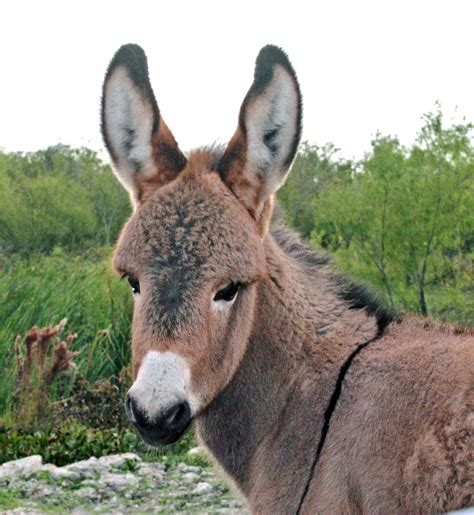 baby donkey face  photo  flickriver