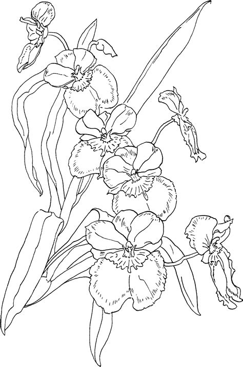 miltonia pansy orchid coloring page hellocoloringcom flower