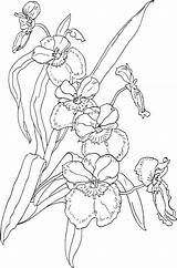 Orchid Coloring Pages Flower Printable Orchids Drawing Miltonia Flowers Pansy Book Color Vera Aloe Template Tree Biodiversity Patterns Drawings Pansies sketch template