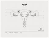 Uterus Anatomy Duvet sketch template