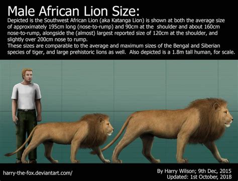 male lion size  harry  fox lion size male lion lion