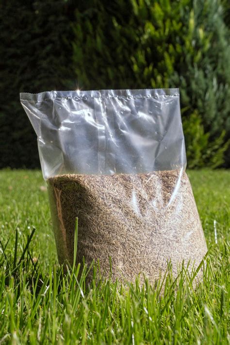 grass seed  grow thick   simple trick  success
