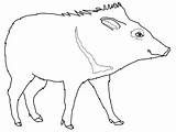 Peccary sketch template
