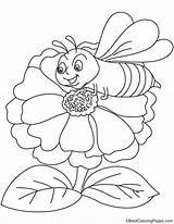 Zinnia Coloring Pages Flower Attracts Bee Getcolorings sketch template