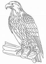 Colouring Tailed Eagles Azcoloring Hawk sketch template