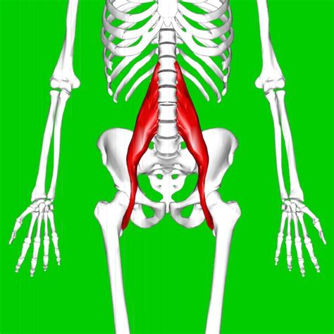 The Psoas Is Not The Muscle Of Your F Ing Soul Elephant Journal