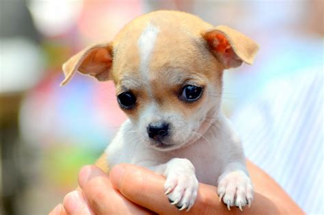 chihuahua puppy  stock photo public domain pictures