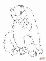 Bear Coloring Brown Pages Sitting Bears Printable Supercoloring Categories sketch template