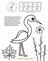 Egret Birdwatchingacademy sketch template