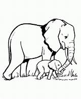 Elefantes Elefante Elefanta sketch template