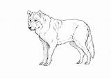 Wolf Drawing Body Outline Draw Drawings Paintingvalley sketch template