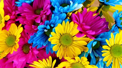 pink flower blue flower yellow flower colorful colors flower