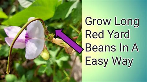 grow long red yard beans care grow yard beans   simple