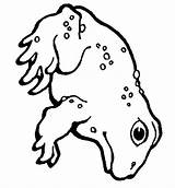 Kikkers Frosch Kikker Ausmalbilder Malvorlagen Colorare Mewarnai Katak Grenouille Kodok Animasi Ausmalbild Coloriages Ranas Sapo Rane Rana Sapos Frog Animierte sketch template