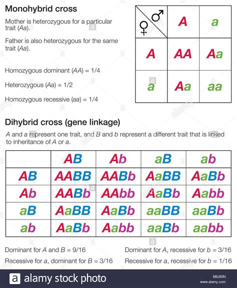 Punnett Squares Of A Monohybrid And A Dihybrid Cross Used