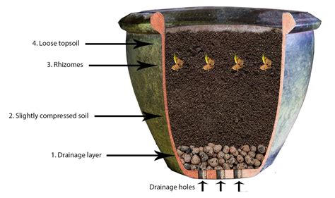 grow turmeric   pot siampictures