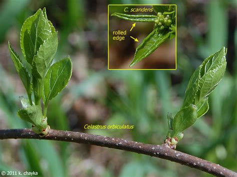 Celastrus orbiculatus (Oriental Bittersweet): Minnesota