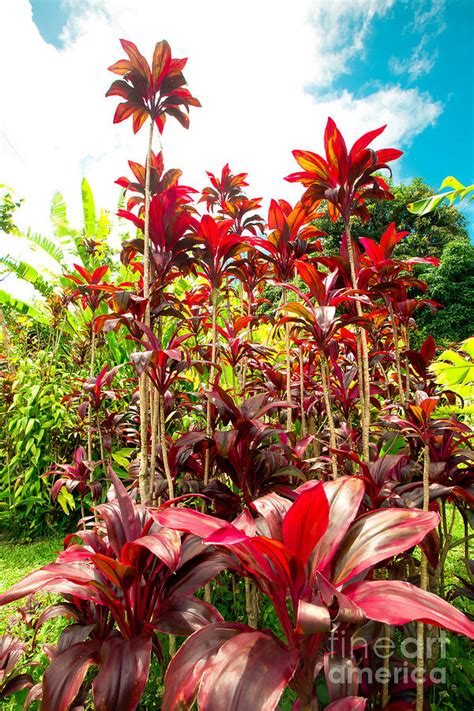 gorgeous tropical red ti wailua nui maui hawaii photograph  sharon