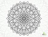Coloring Flowers Pages Flower Hard Adults Adult Dahlia Printable Color Drawing Number Sheets Thistle Getdrawings Kids Getcolorings Designlooter Popular Drawings sketch template